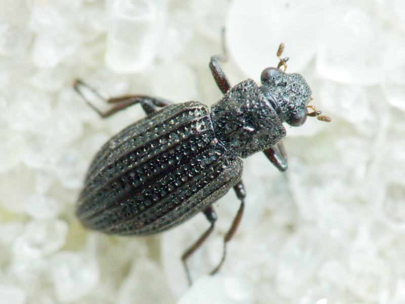 Hydrochus crenatus (Fabricius, 1792)